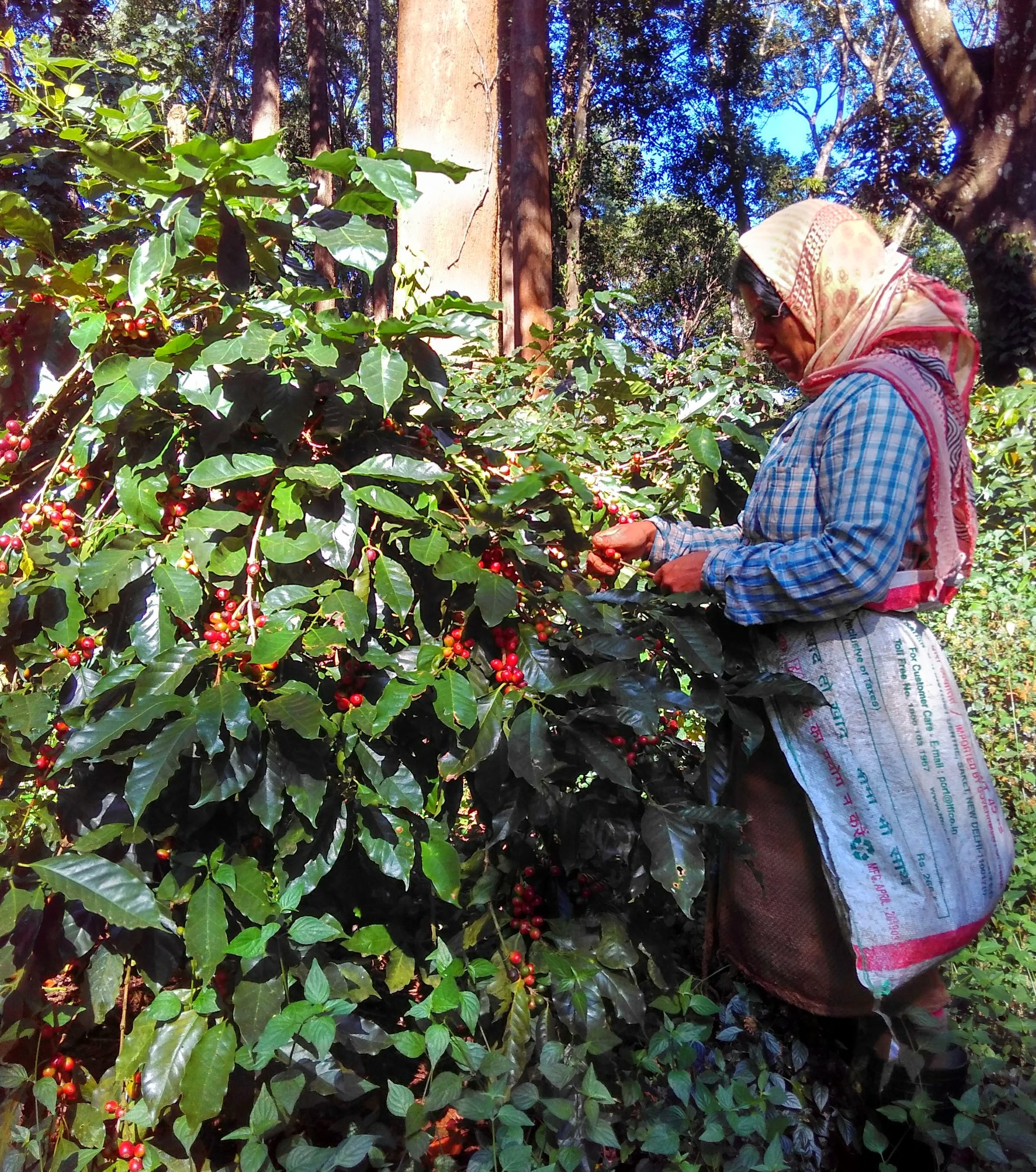 Post Harvest Technology (PHT)